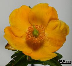 Hypericum henryi subsp. henryi flower showing the characteristic short stamens.
 Image: P.B. Heenan © Landcare Research 2010 